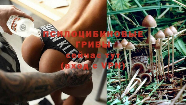 гашик Алексин